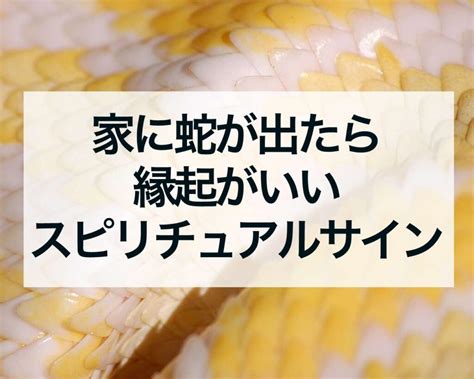 蛇 風水|家に蛇が出たら縁起が良い？玄関に蛇は？スピリチュ。